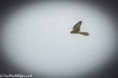 Female Kestrel in Flight Side View