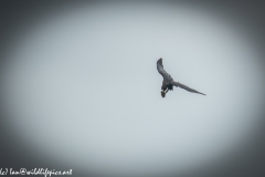 Carrion Crow with Prey in Flight