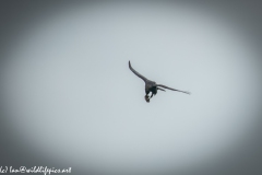 Carrion Crow with Prey in Flight