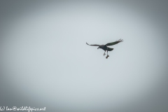 Carrion Crow with Prey in Flight