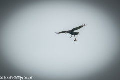 Carrion Crow with Prey in Flight