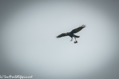 Carrion Crow with Prey in Flight