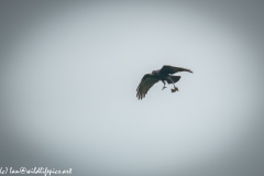 Carrion Crow with Prey in Flight