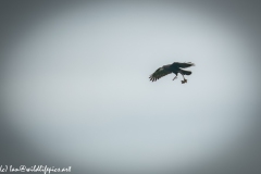 Carrion Crow with Prey in Flight