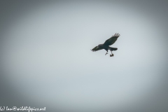 Carrion Crow with Prey in Flight