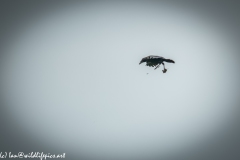 Carrion Crow with Prey in Flight