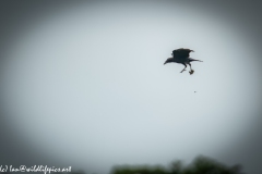 Carrion Crow with Prey in Flight