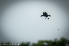 Carrion Crow with Prey in Flight