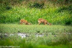 Chinese Water Dear Grazing