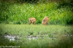 Chinese Water Dear Grazing