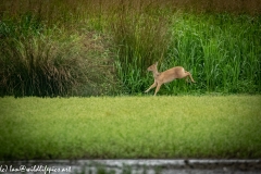 Chinese Water Dear Running