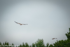 Red Kite & Kestrel in Flight