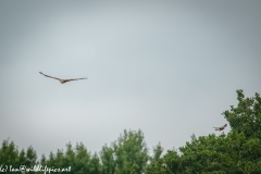 Red Kite & Kestrel in Flight