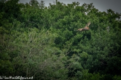 Red Kite & Kestrel in Flight