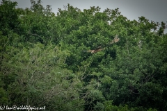 Red Kite & Kestrel in Flight