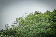 Red Kite & Kestrel in Flight