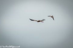 Red Kite & Kestrel in Flight