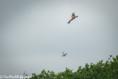 Red Kite & Kestrel in Flight