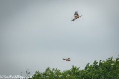 Red Kite & Kestrel in Flight