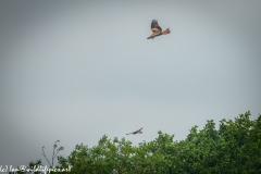 Red Kite & Kestrel in Flight