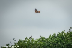 Red Kite & Kestrel in Flight