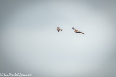 Red Kite & Kestrel in Flight