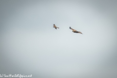 Red Kite & Kestrel in Flight