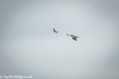 Red Kite & Kestrel in Flight