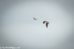 Red Kite & Kestrel in Flight