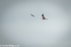 Red Kite & Kestrel in Flight