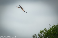 Red Kite & Kestrel in Flight