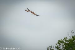 Red Kite & Kestrel in Flight