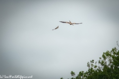 Red Kite & Kestrel in Flight