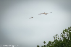 Red Kite & Kestrel in Flight