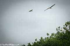 Red Kite & Kestrel in Flight