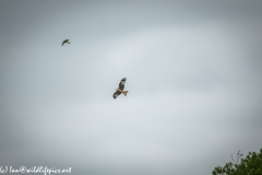 Red Kite & Kestrel in Flight