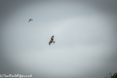 Red Kite & Kestrel in Flight