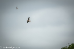 Red Kite & Kestrel in Flight