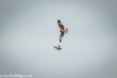 Red Kite & Kestrel in Flight