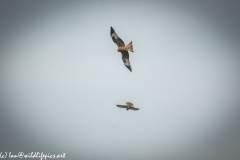 Red Kite & Kestrel in Flight