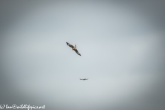 Red Kite & Kestrel in Flight