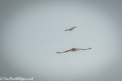 Red Kite & Kestrel in Flight