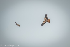 Red Kite & Kestrel in Flight