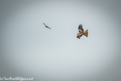 Red Kite & Kestrel in Flight