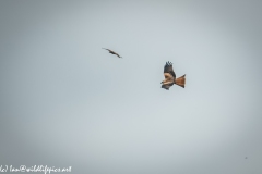 Red Kite & Kestrel in Flight