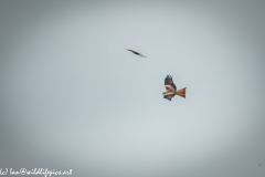 Red Kite & Kestrel in Flight