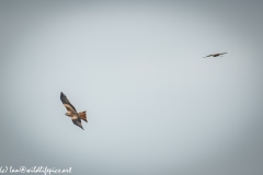 Red Kite & Kestrel in Flight