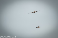 Red Kite & Kestrel in Flight