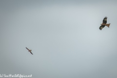 Red Kite & Kestrel in Flight