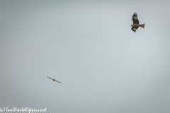 Red Kite & Kestrel in Flight